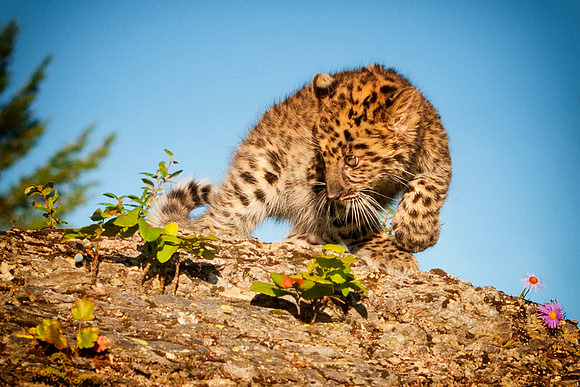 Amur Leopard