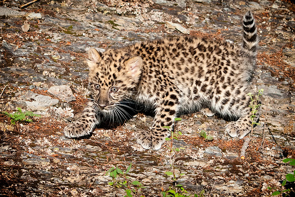Amur Leopard