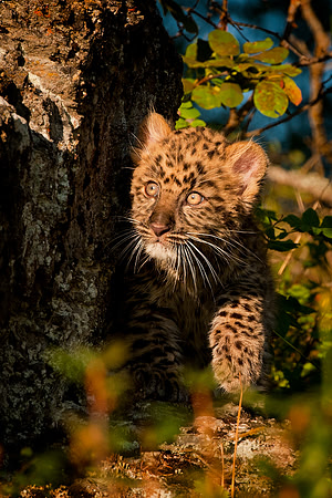 Amur Leopard