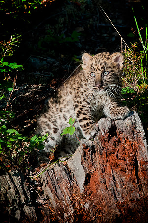Amur Leopard