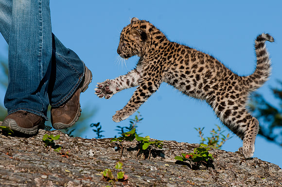 Amur Leopard