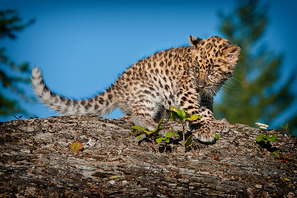 Amur Leopard
