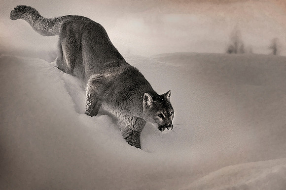 My first attempt at processing a digital image into Black and White.  I was trying to get an antique look.