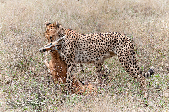 Cheetah mother carrying her newly killed Thomsons Gazelle back to her four cubs.