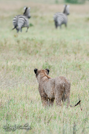 Young lion, failed attempt at hunting Zebra.