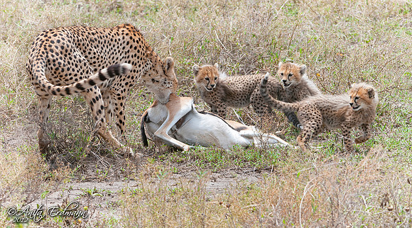 Cheetah bringing a Thomson Gazelle to her cubs