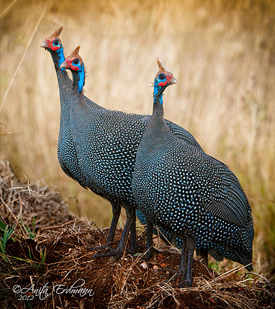 Helmeted Guinea Fowl, Serengeti Tanzania