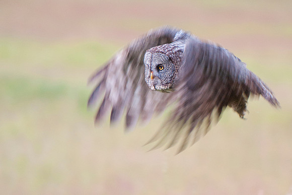 Great Grey Owl - Kalispell Montana July 2012