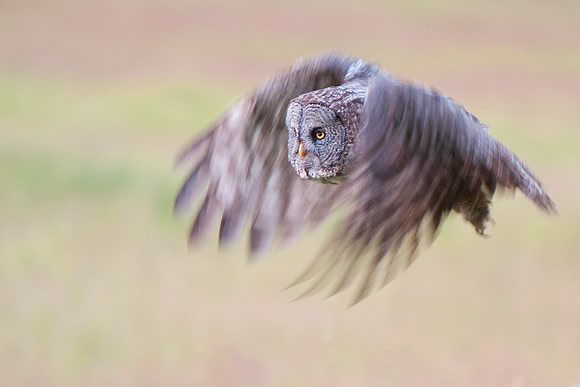 Great Grey Owl - Kalispell Montana July 2012
