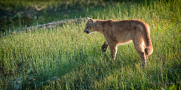 12Aug12A young female cougar caught in the early morning light at Triple D Game farm.Several different people have posed questions about Triple D Game Farm.  Triple D has an awesome website with loads