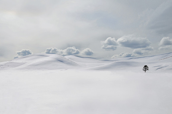 Lone Tree in Fields of Snow, Yellowstone National Park