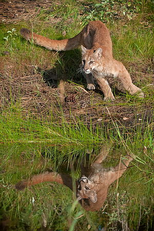 Mountain Lion, CA