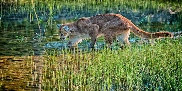 Mountain Lion, CA
