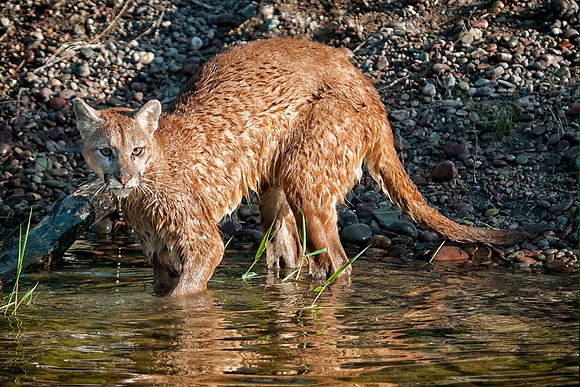 Mountain Lion, CA