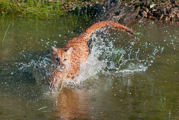 Mountain Lion, CA