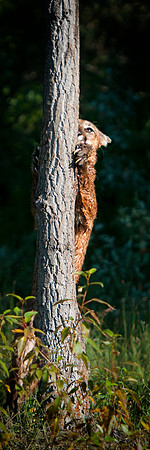 Mountain Lion, CA