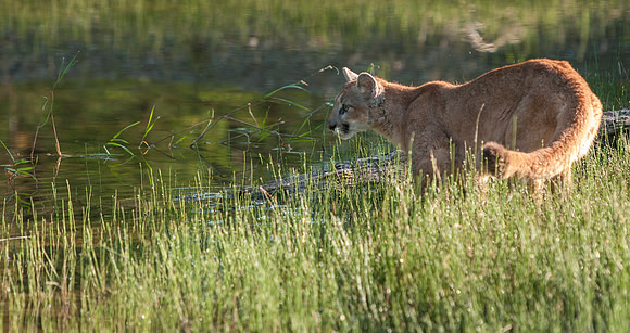 Mountain Lion, CA