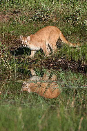 Mountain Lion, CA