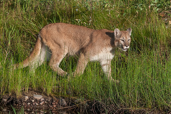 Mountain Lion, CA