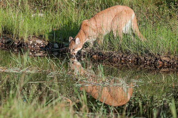 Mountain Lion, CA