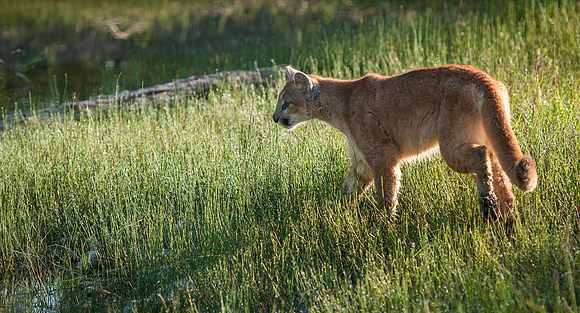 Mountain Lion, CA
