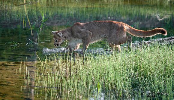 Mountain Lion, CA