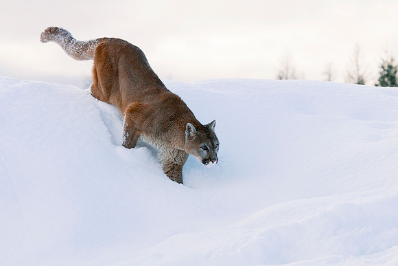 Mountain Lion, CA