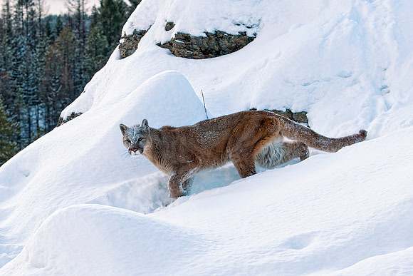 Mountain Lion, CA