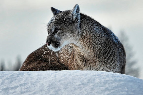 Mountain Lion, CA