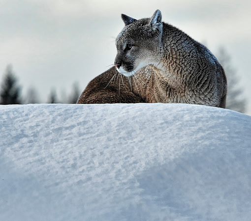 Mountain Lion, CA