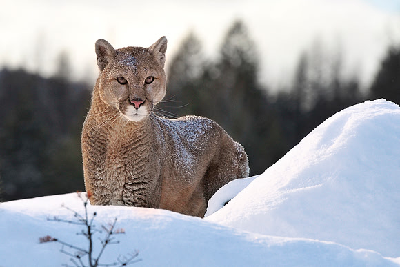 Mountain Lion, CA