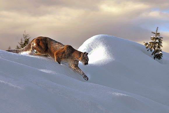 Mountain Lion, CA