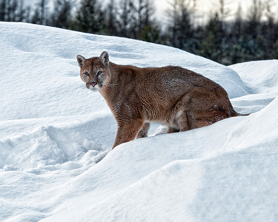 Mountain Lion, CA