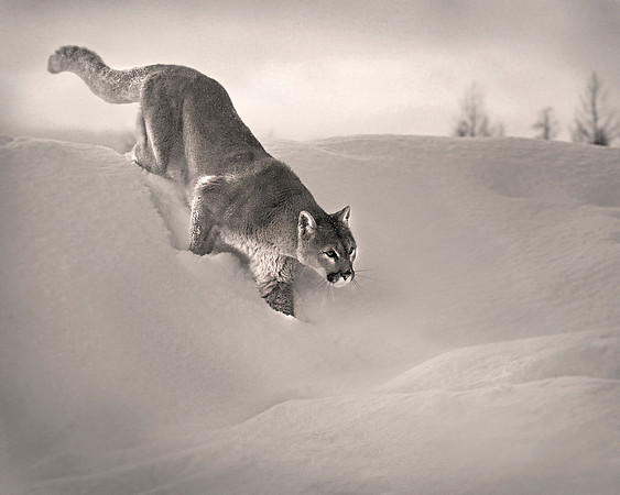 Mountain Lion, CA
