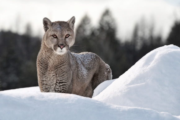 Mountain Lion, CA