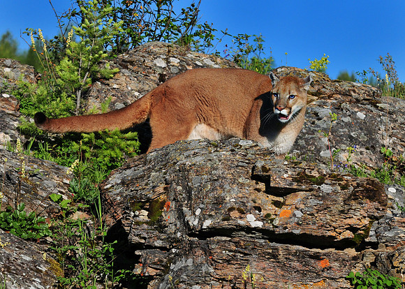 Mountain Lion, CA