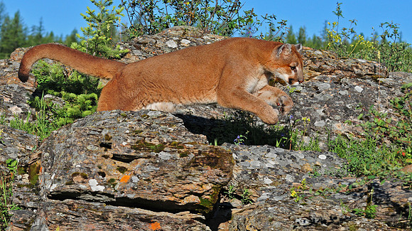 Mountain Lion, CA