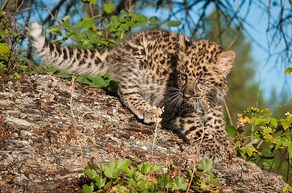 Amur Leopard