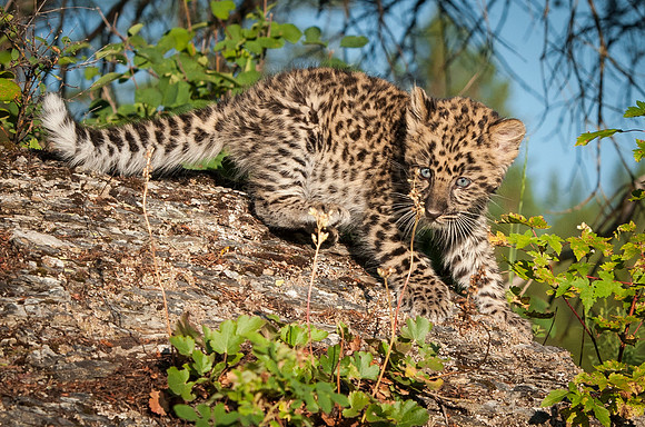 Amur Leopard