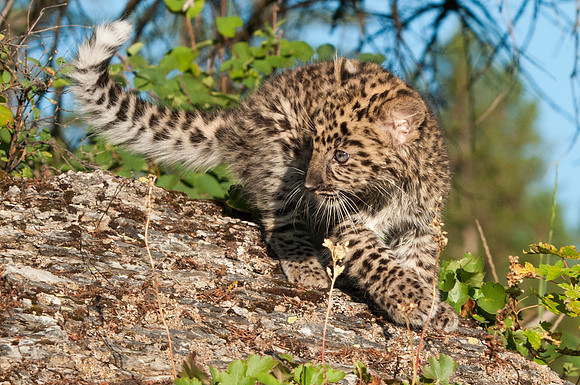Amur Leopard