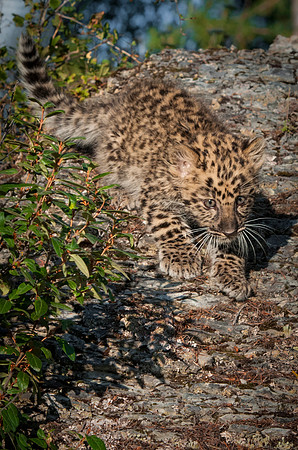 Amur Leopard