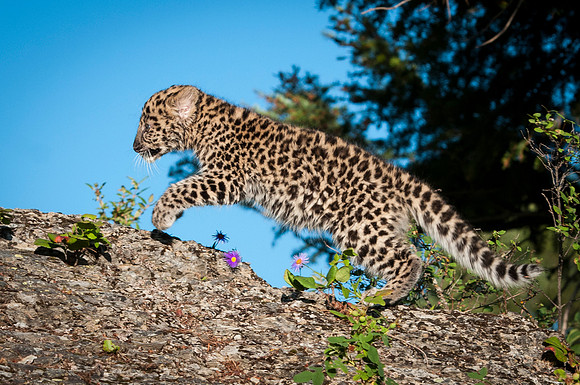 Amur Leopard