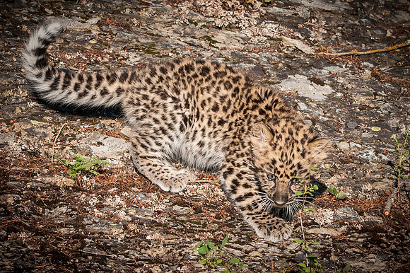 Amur Leopard
