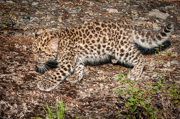 Amur Leopard