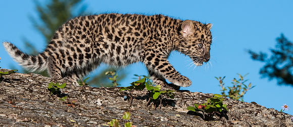 Amur Leopard