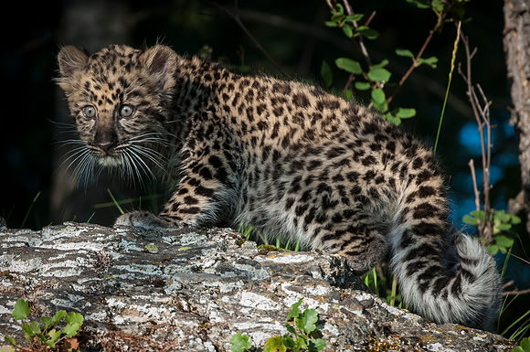 Amur Leopard
