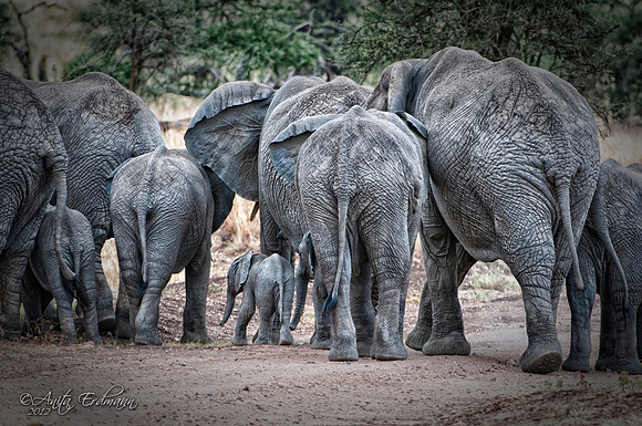 Elephants Serengeti, Tanzania