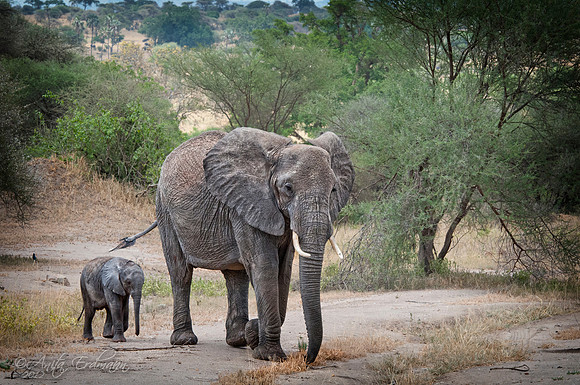Elephant and her baby in Tarangire National Park, Tanzania
