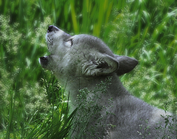 Wolf Pup Howling