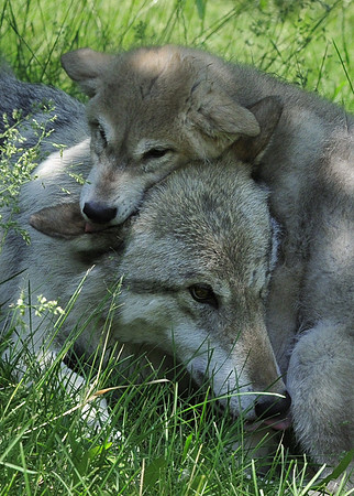 A young wolf pup snuggles up to his mother.